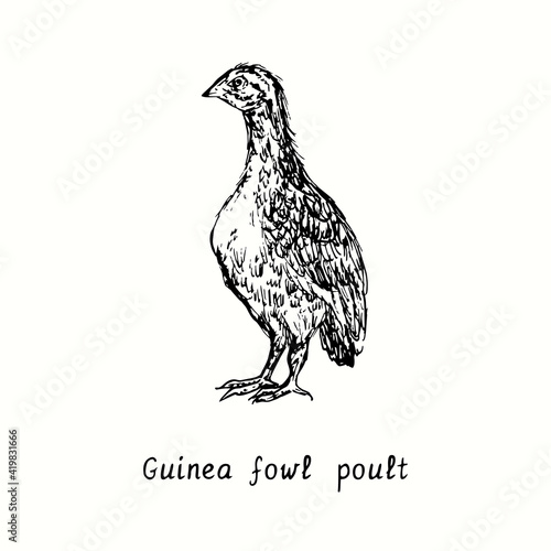 Guinea fowl poult. Ink black and white doodle drawing in woodcut outline style. Vector illustration