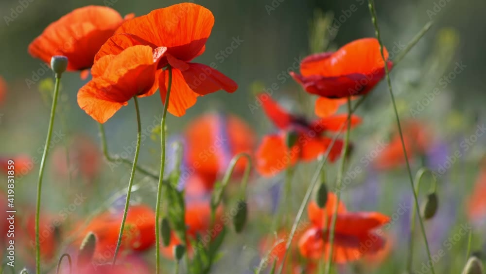 Zoom out shot of red poppy flowers swaying on the wind. Blooming fields of poppies, summer in full swing Zoom out shot of red poppy flowers swaying on the wind. Blooming fields of poppies, summer in full swing
