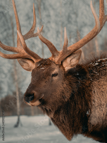 portrait of a cute red deer on a snowy winter forest background