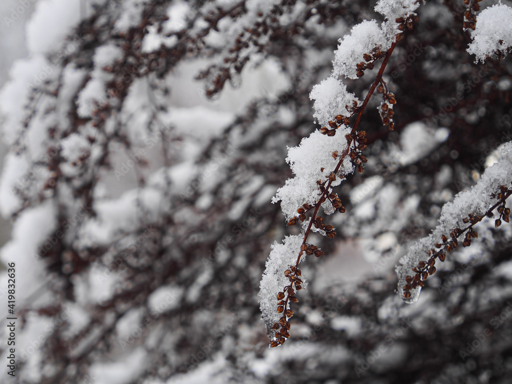Close up view to the dry plant branches covered by snow during the day. Winter time.
