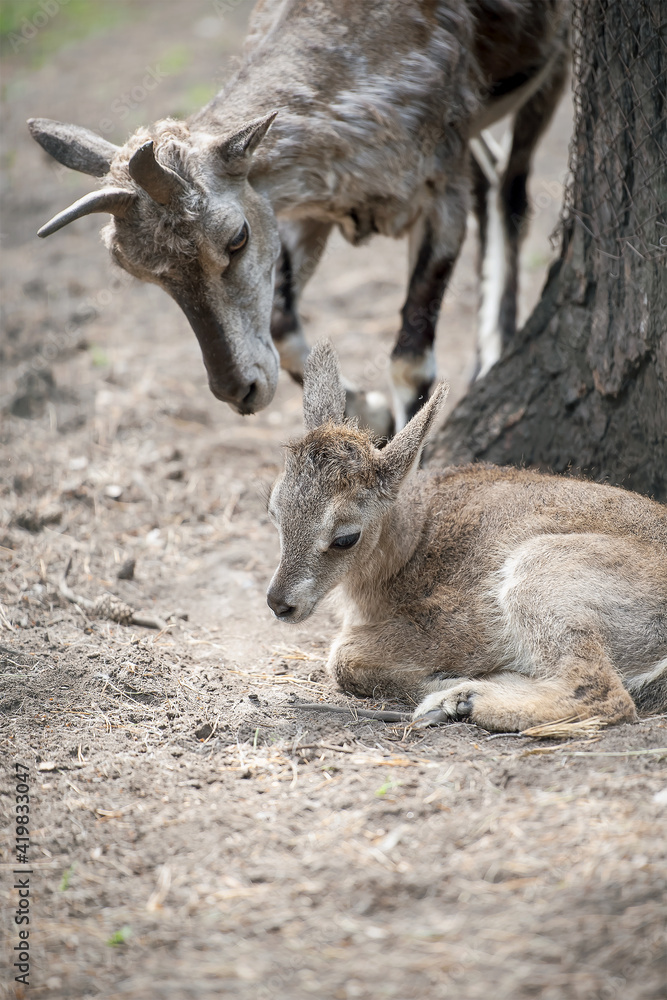Siberian ibex (Capra sibirica), also Altai or Gobi ibex lives in central Asia. Picture of cute young goat with mother. Learning process. First steps. New born. Baby animal. Wildlife Siberian ibex (Capra sibirica), also Altai or Gobi ibex lives in central Asia. Picture of cute young goat with mother. Learning process. First steps. New born. Baby animal. Wildlife
