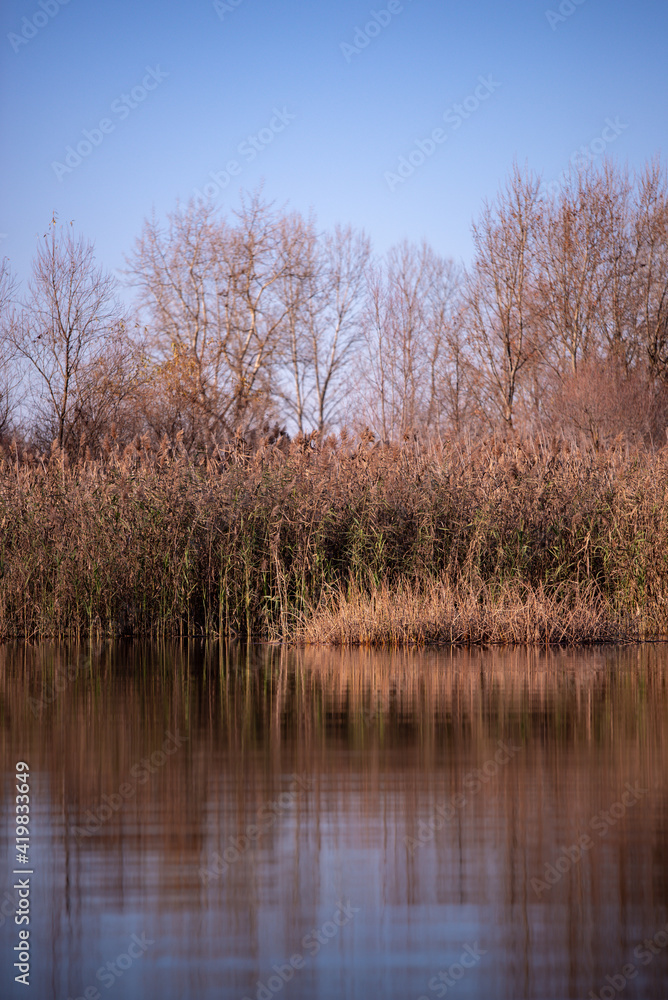 reed and rush reflected in the luster of the water at the edge of the lake. Phragmites australis plants during autumn season