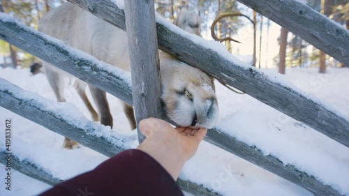 Bare Hand feeding a Reindeers through a fence, sunny, winter day, in Lapland, Finland - Rangifer tarandus photo