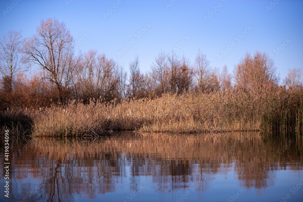 Fototapeta premium reed and rush reflected in the luster of the water at the edge of the lake. Phragmites australis plants during autumn season
