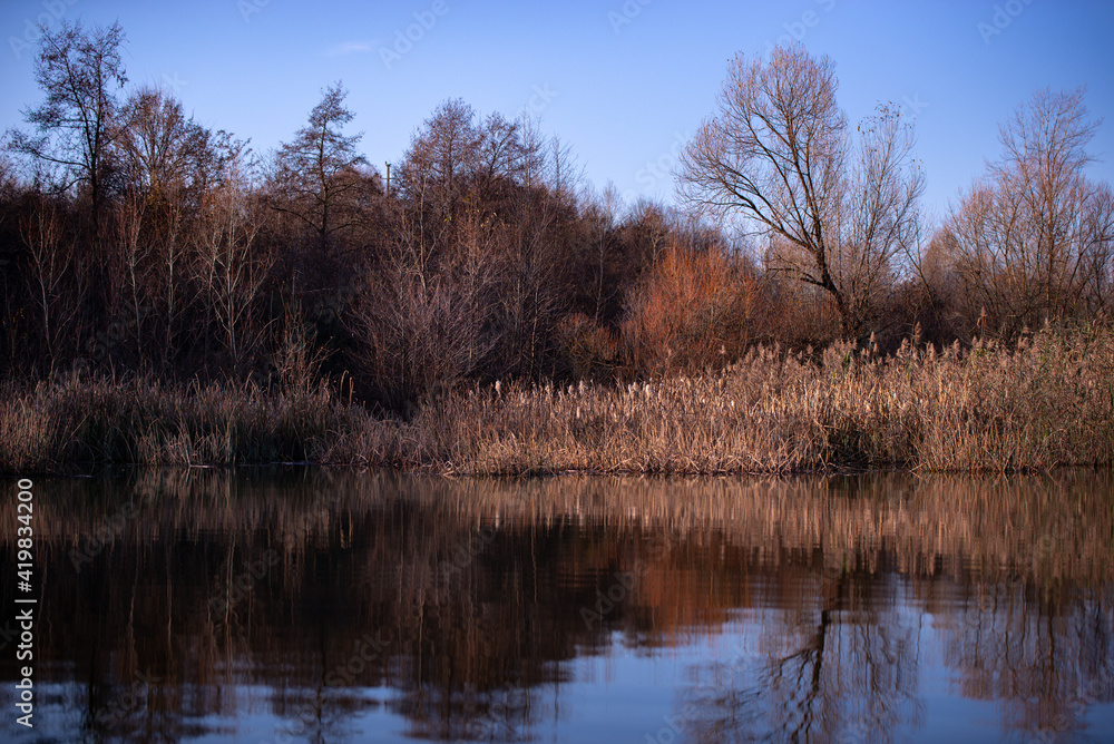Fototapeta premium reed and rush reflected in the luster of the water at the edge of the lake. Phragmites australis plants during autumn season
