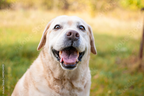 golden retriever dog