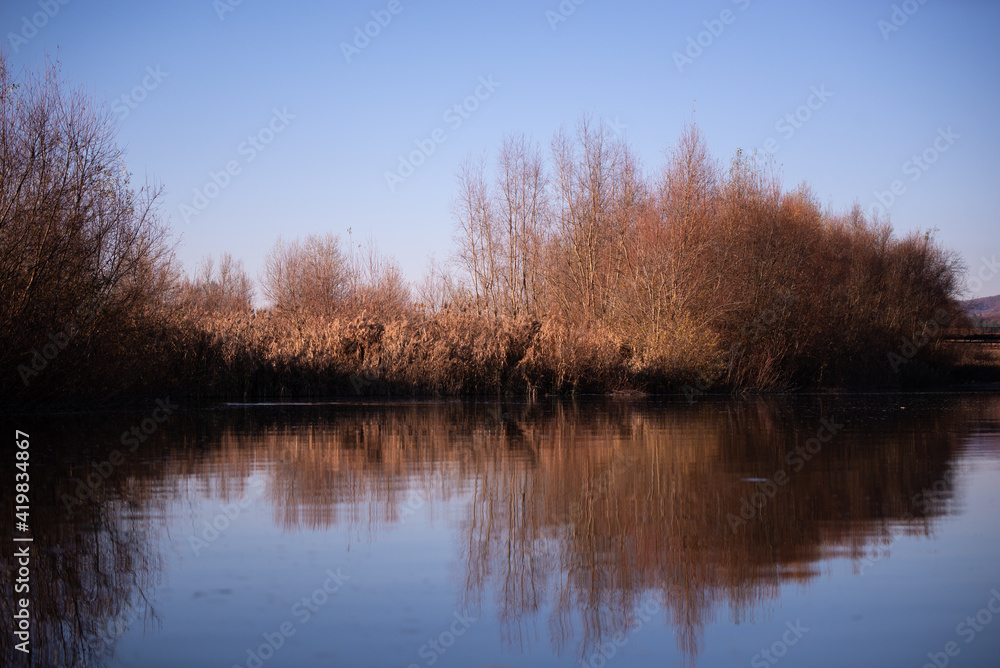 reed and rush reflected in the luster of the water at the edge of the lake. Phragmites australis plants during autumn season