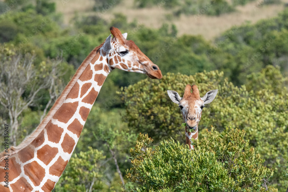 Fototapeta premium pair of giraffes in the wild