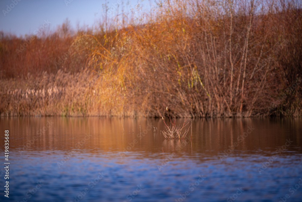 reed and rush reflected in the luster of the water at the edge of the lake. Phragmites australis plants during autumn season reed and rush reflected in the luster of the water at the edge of the lake. Phragmites australis plants during autumn season