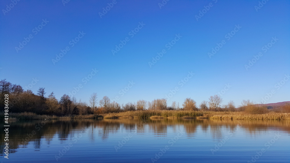reed and rush reflected in the luster of the water at the edge of the lake. Phragmites australis plants during autumn season reed and rush reflected in the luster of the water at the edge of the lake. Phragmites australis plants during autumn season