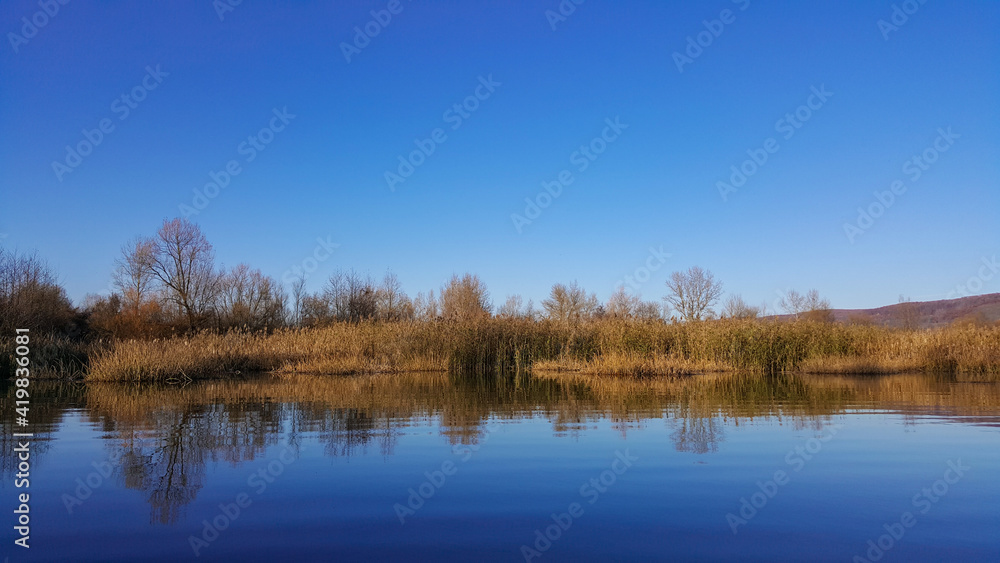 reed and rush reflected in the luster of the water at the edge of the lake. Phragmites australis plants during autumn season