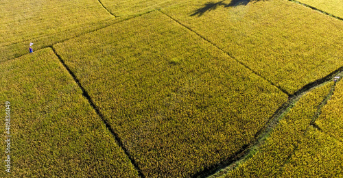 Aerial agriculture in rice fields, yellow rice field