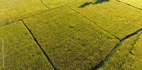 Aerial agriculture in rice fields, yellow rice field