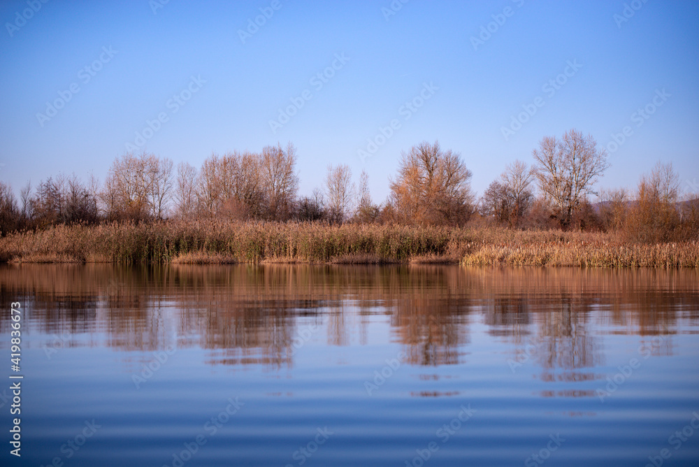 Obraz premium reed and rush reflected in the luster of the water at the edge of the lake. Phragmites australis plants during autumn season