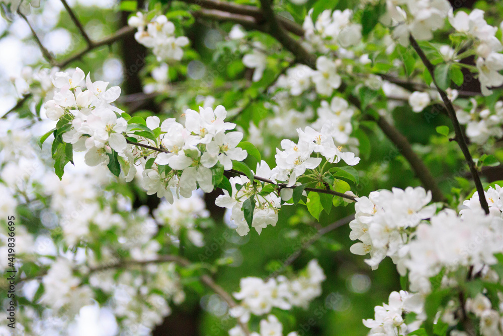 Blooming freshness vibrant romantic beautiful white flowers on the branch apple tree during the tulip traditional summer festival on the Elagin Park in Saint Petersburg