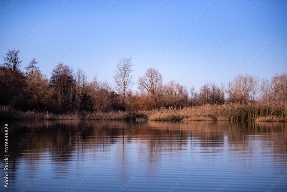 reed and rush reflected in the luster of the water at the edge of the lake. Phragmites australis plants during autumn season reed and rush reflected in the luster of the water at the edge of the lake. Phragmites australis plants during autumn season