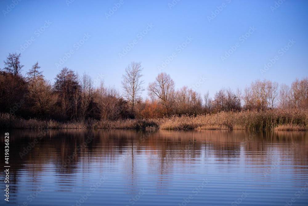 reed and rush reflected in the luster of the water at the edge of the lake. Phragmites australis plants during autumn season