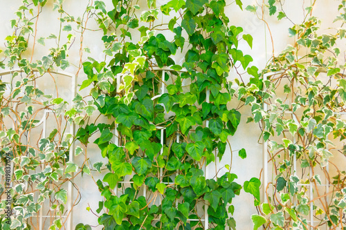 Hedera ivy green and variegated on the wall.