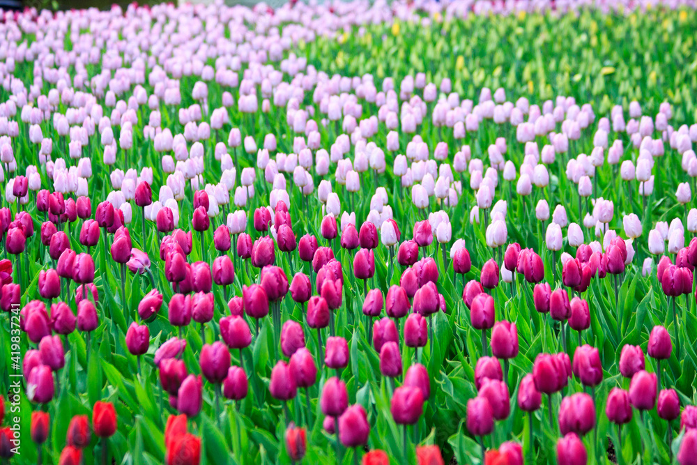 Blooming freshness vibrant romantic beautiful colorful tulips mixed sorts during the tulip traditional summer festival on the Elagin Park in Saint Petersburg