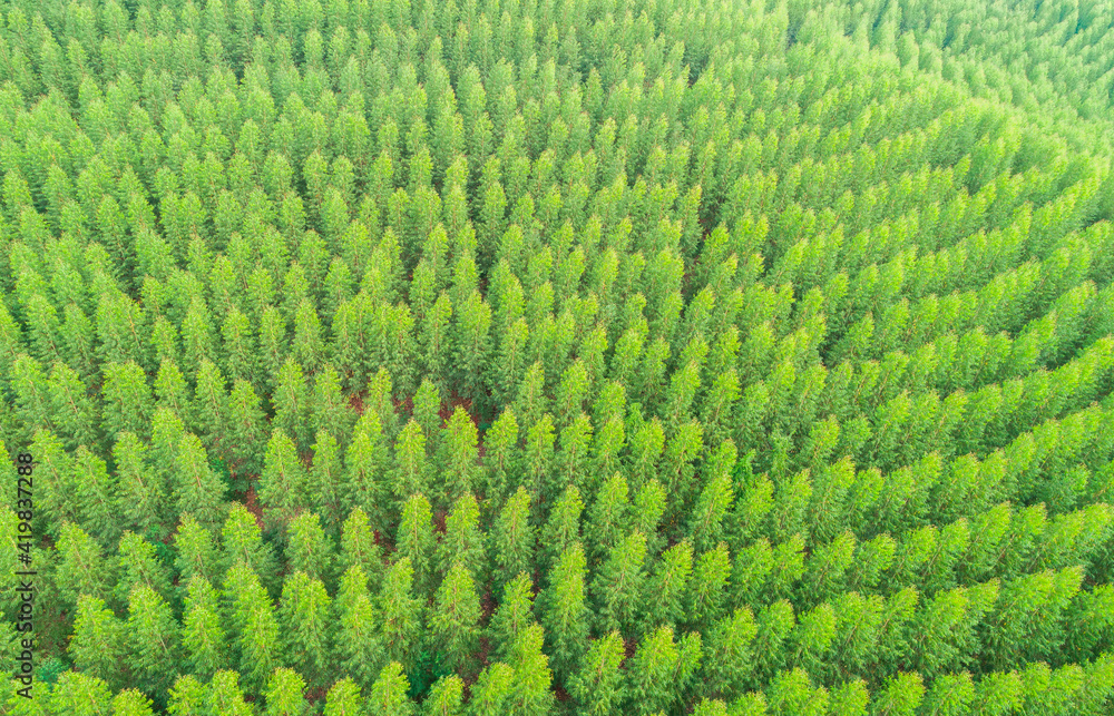 Aerial view of summer green trees in a forest