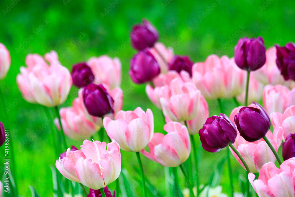 Blooming freshness vibrant romantic beautiful colorful tulips mixed sorts during the tulip traditional summer festival on the Elagin Park in Saint Petersburg