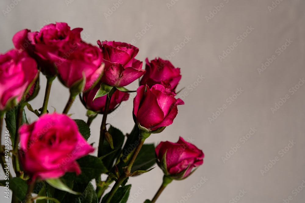 dark pink roses on a gray background dark pink roses on a gray background