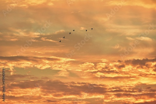 silhouettes of wild ducks flying in the colorful sky at sunset. Anas platyrhynchos birds on the sky