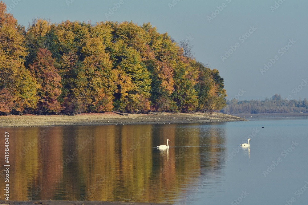 group of swans sitting on the lake. Cygnus birds in the wild during autumn season group of swans sitting on the lake. Cygnus birds in the wild during autumn season