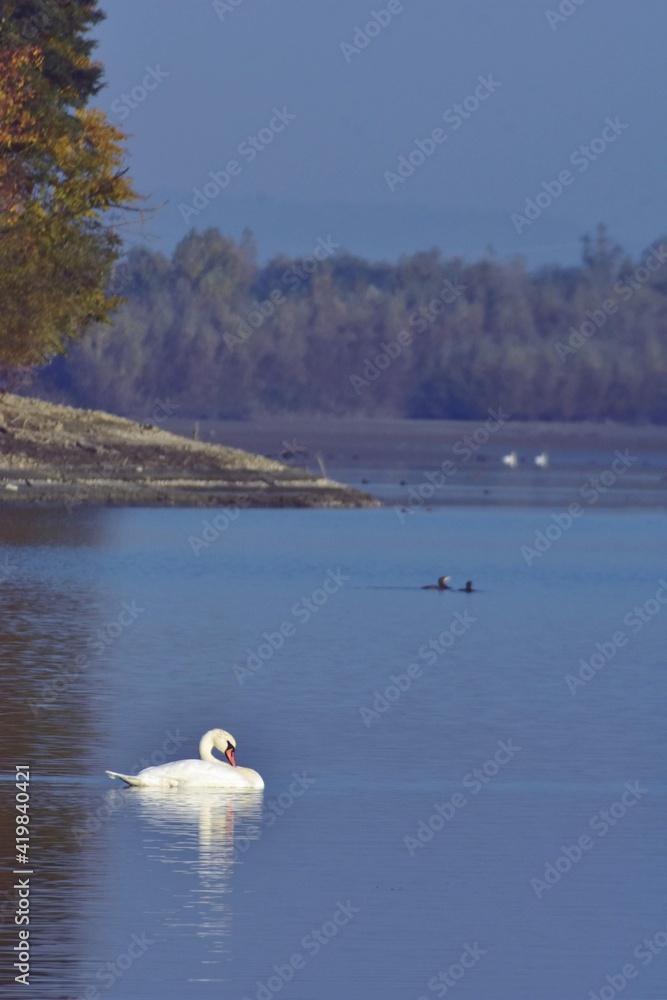 group of swans sitting on the lake. Cygnus birds in the wild during autumn season