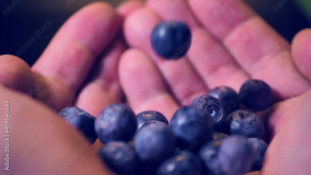 Blueberries fall in the palm of your hand Blueberries fall in the palm of your hand