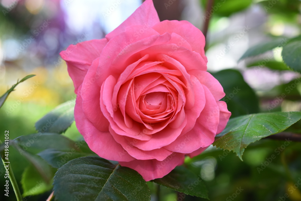 Duftrose 'Jennifer' Duftrose 'Jennifer'