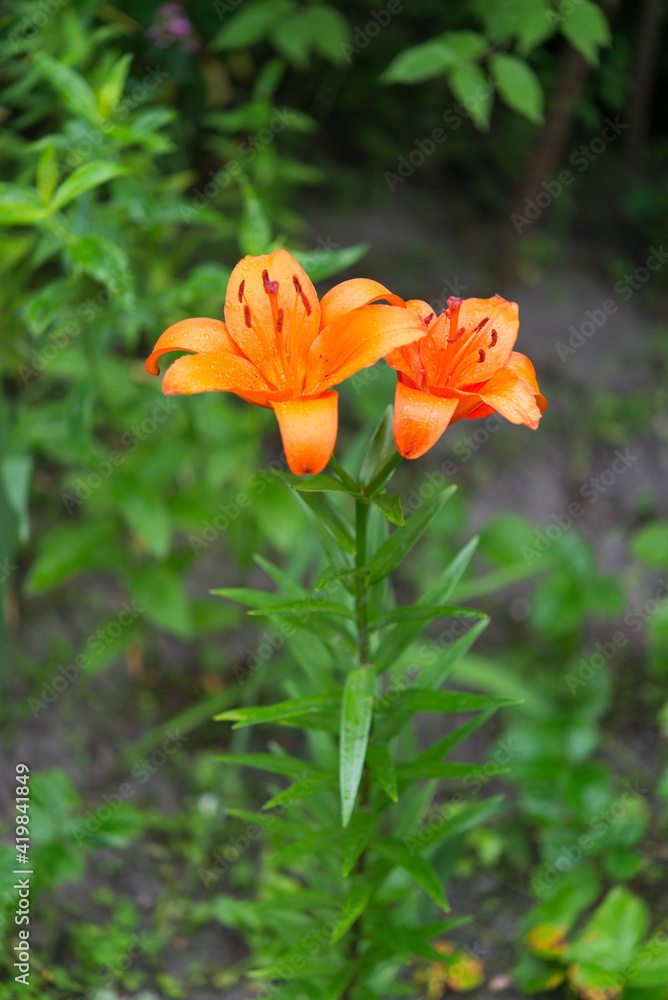 Fototapeta premium Blooming lily on a green background