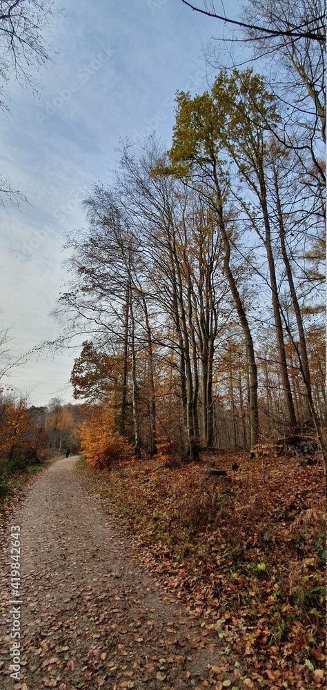 autumn in forest