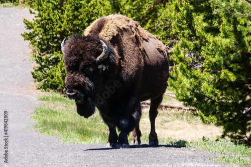 Bison in Yellowstone National Park, Wyoming United States