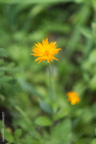 Calendula flower close-up in a natural environment