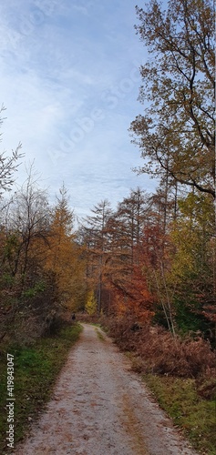 autumn in forest