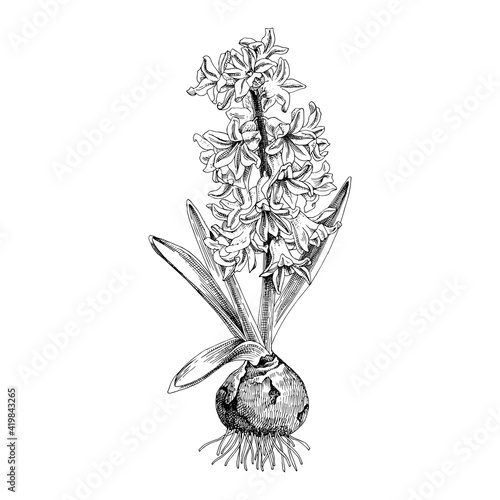 Hand drawn hyacinth, spring bulbous flower