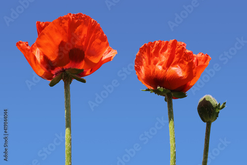 poppies on a background of blue sky