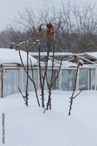 The branches of the apple tree with brown fallen leaves are covered with snow in winter