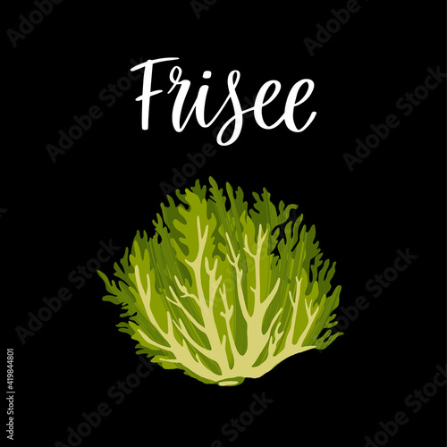 Healthy nutrition product. Fresh tasty frisee salad.
