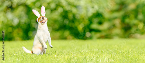 Fototapeta Naklejka Na Ścianę i Meble -  Easter Panoramic Background with dog wearing Easter bunny ears costume outside at spring lawn
