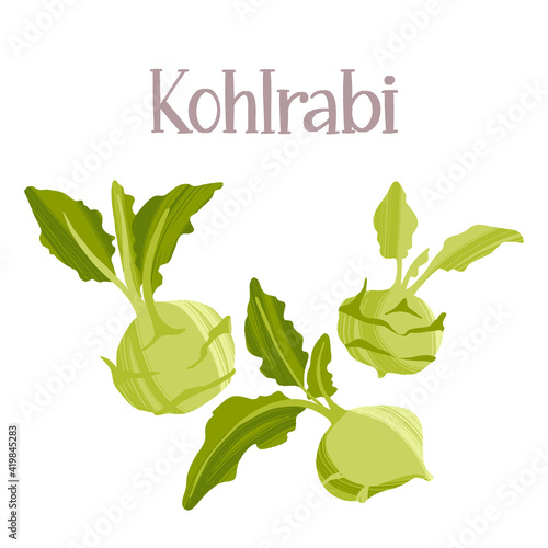 Fresh kohlrabi root vegetable. Healthy nutrition product.