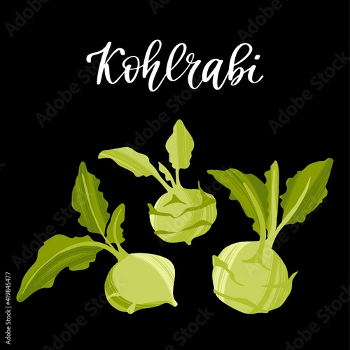 Fresh kohlrabi root vegetable. Healthy nutrition product.