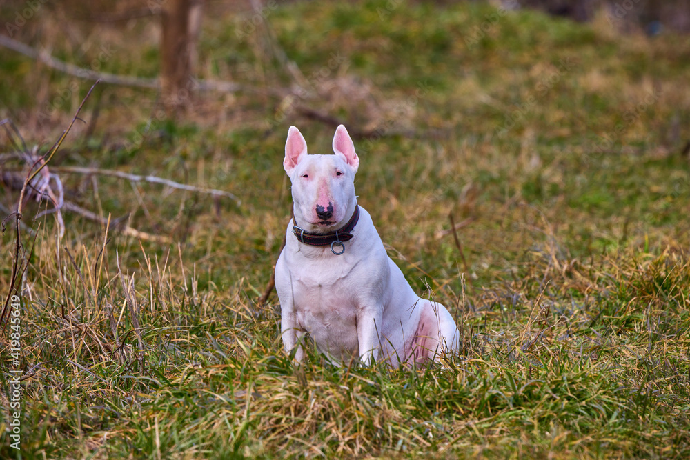 white english bull terrier puppy sitting outdoors
