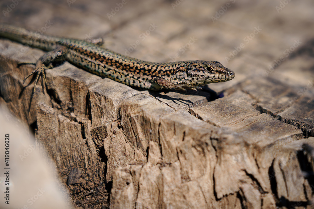 Lagartija ibérica común tomando el sol en tocón de madera. Podarcis hispanicus Lagartija ibérica común tomando el sol en tocón de madera. Podarcis hispanicus
