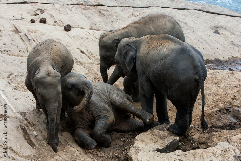 Young elephants from the Pinnawala Elephant Orphanage play on the bank of the Maha Oya River in Sri Lanka. Twice daily the elephants bathe in the river.