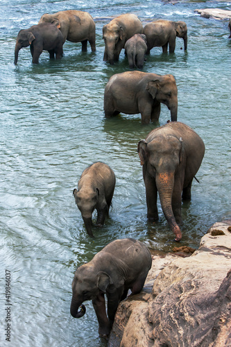Photography Elephants from the Pinnawala Elephant Orphanage bathe in the Maha Oya River