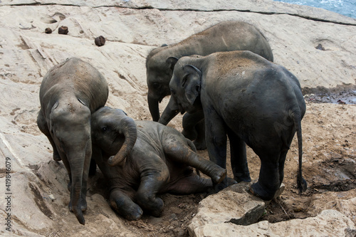 Photography Young elephants from the Pinnawala Elephant Orphanage play on the bank of the Maha Oya River in Sri Lanka
