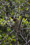 Three-toed sloth on a tree in the jungle of Corcovado National Park, Osa Peninsula, Costa Rica