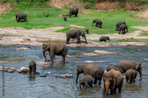 Elephants from the Pinnawala Elephant Orphanage bathe in the Maha Oya River. The elephants bathe in the river twice daily. © Thomas